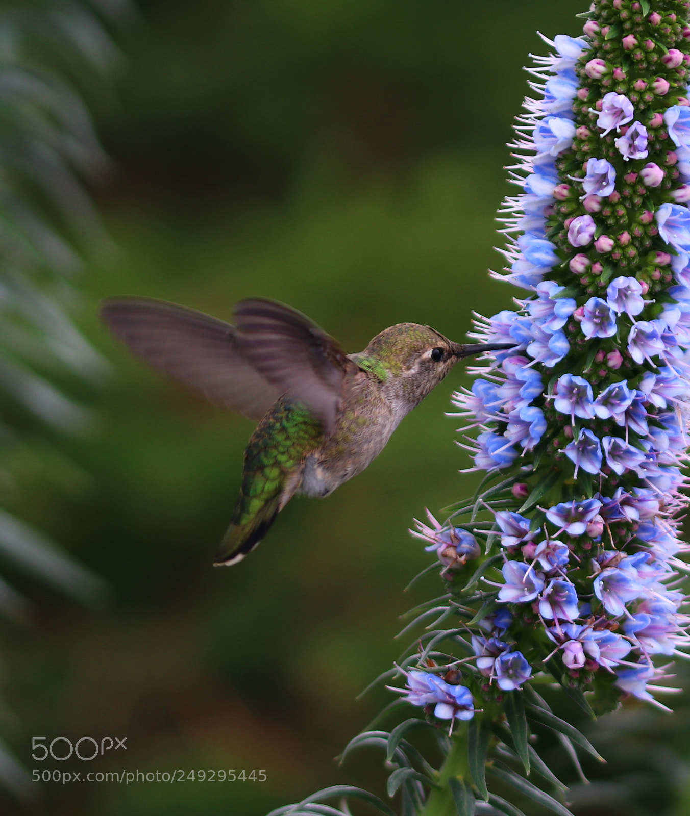 Canon EOS 80D sample photo. Hummingbird in spring 2018 photography
