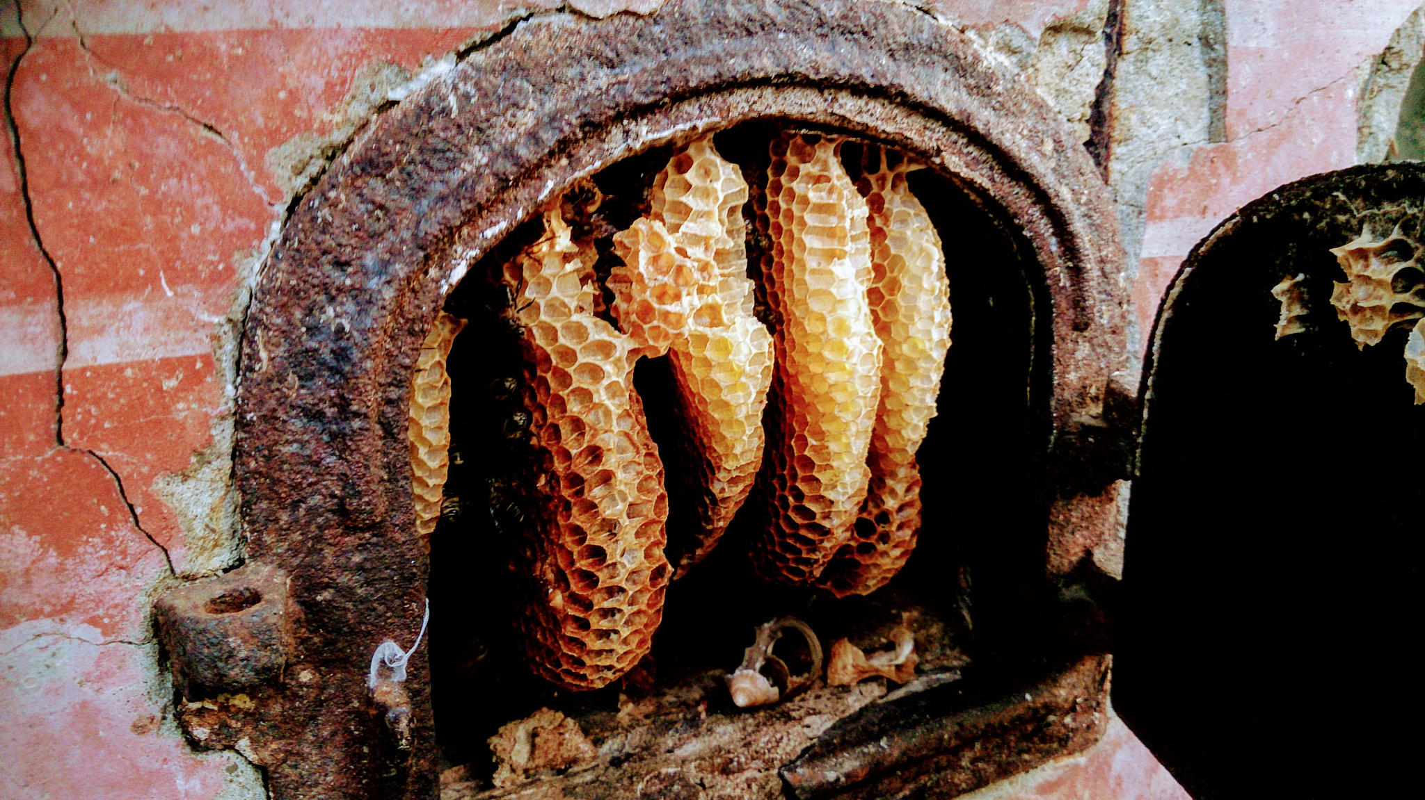 Sony Xperia Z sample photo. Honeycomb photography