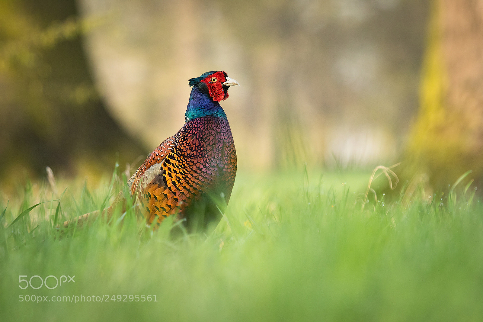 Canon EOS 7D Mark II sample photo. Pheasant photography