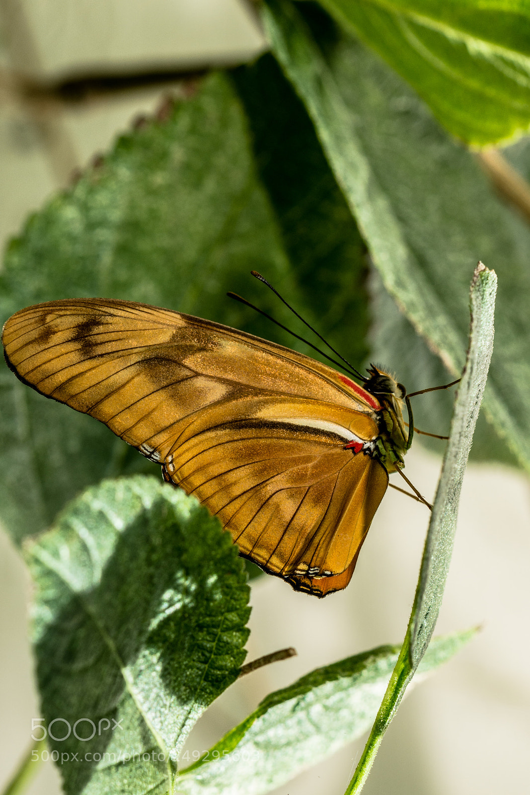 Nikon D7100 sample photo. Batterfly photography