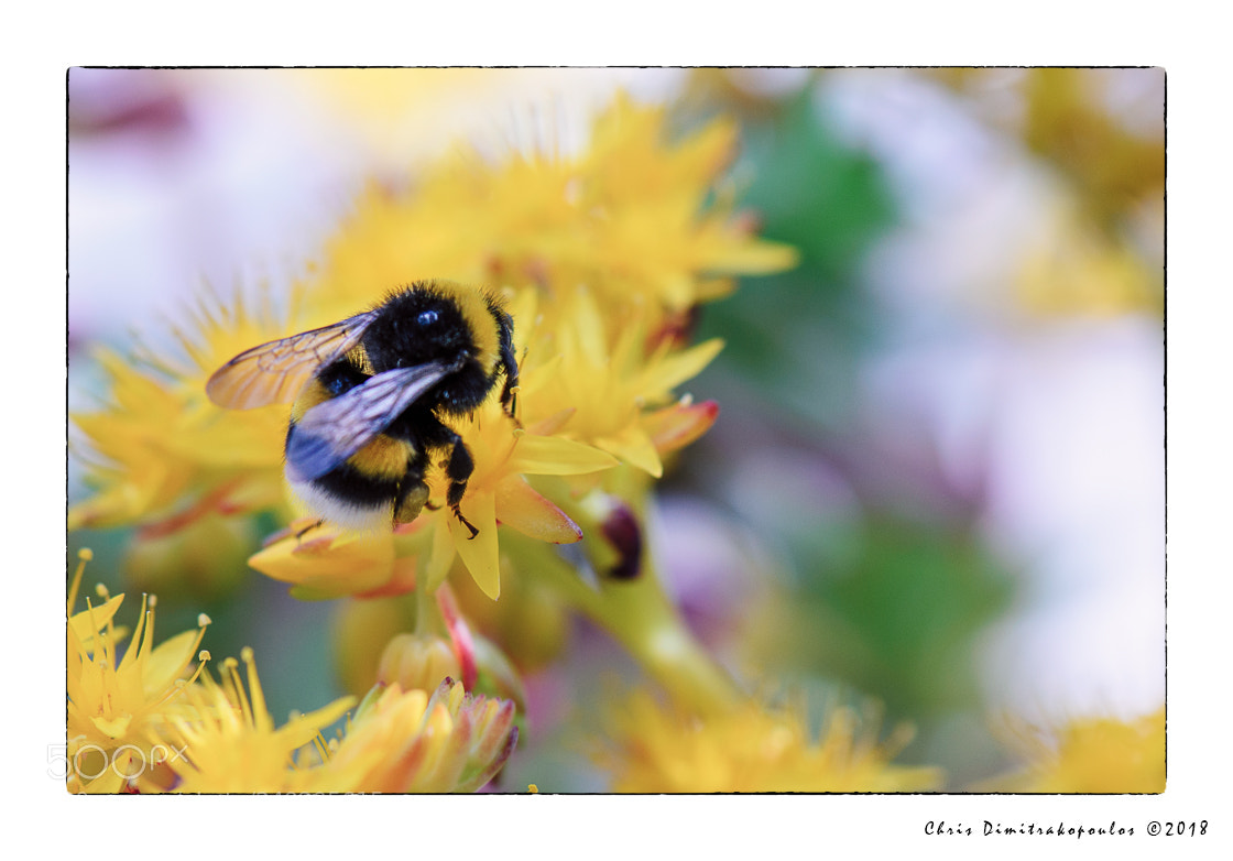 Nikon D7000 sample photo. Bumblebee photography
