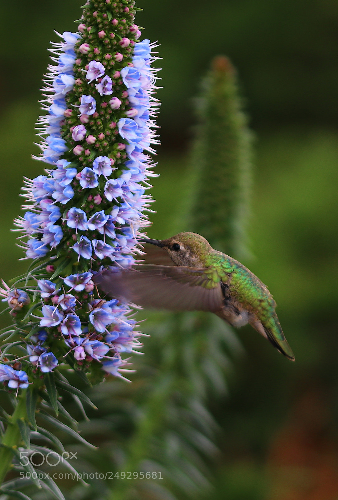 Canon EOS 80D sample photo. Hummingbird in spring 2018 photography