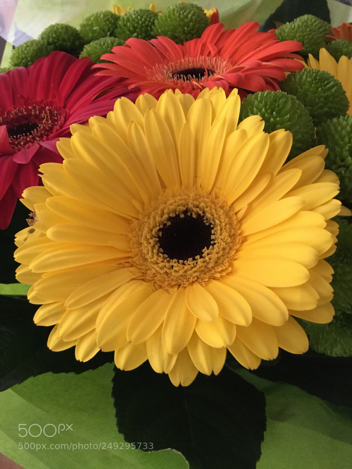 Apple iPod touch sample photo. Pretty flowers photography