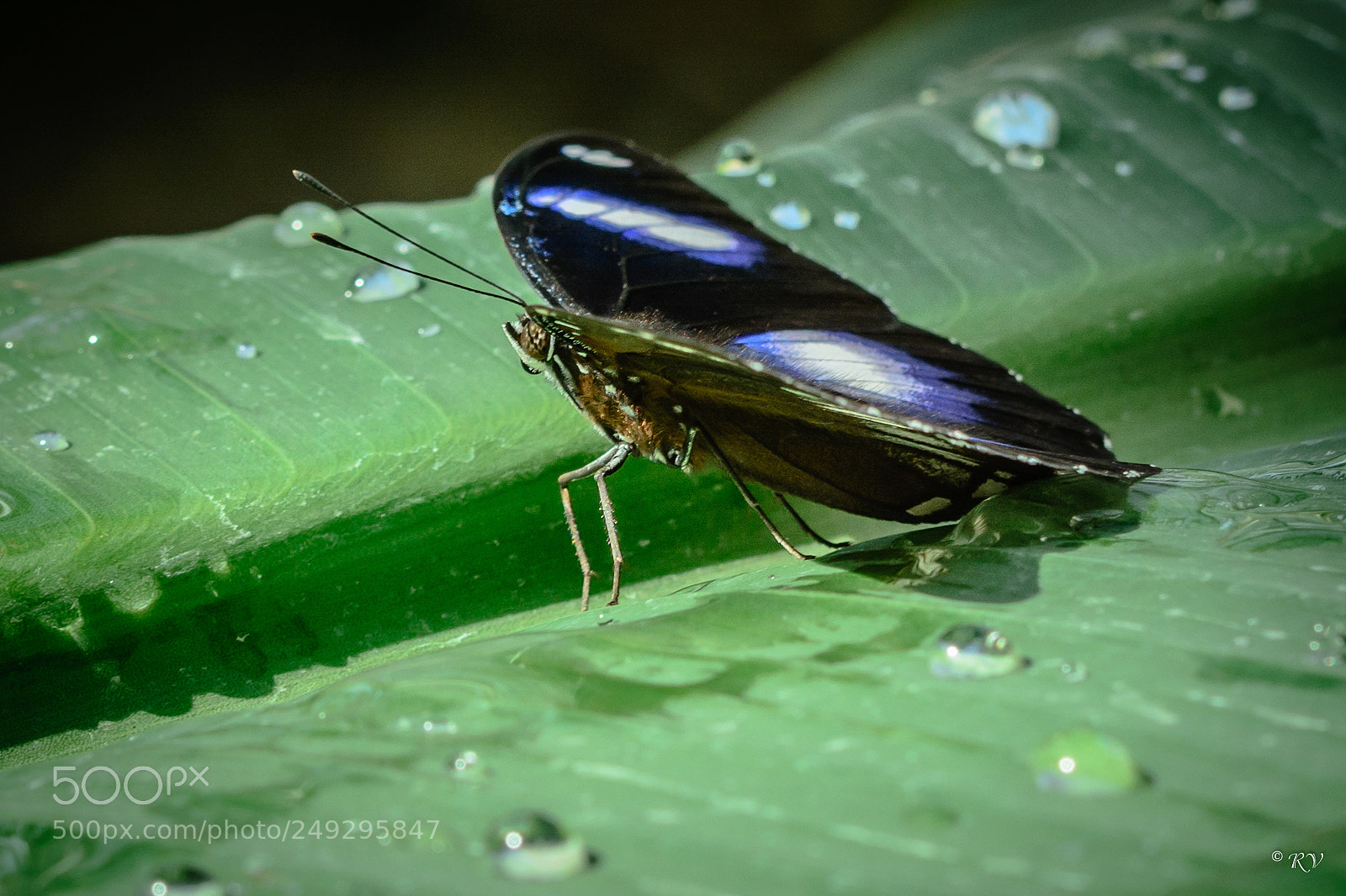 Nikon D7100 sample photo. Batterfly photography