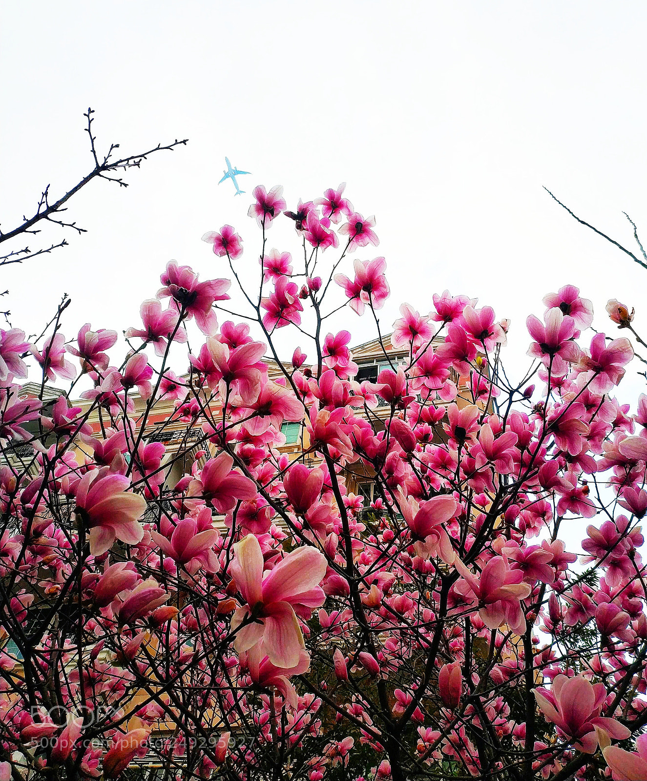 Xiaomi MIX 2 sample photo. Mangnolia flowers,  photography