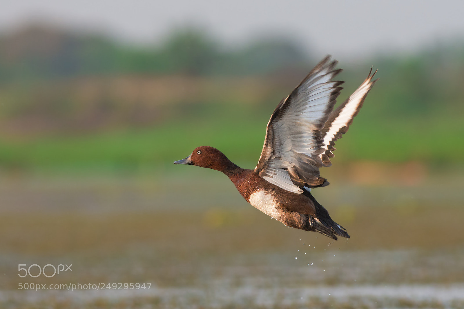 Nikon D7200 sample photo. Ferruginous duck. photography
