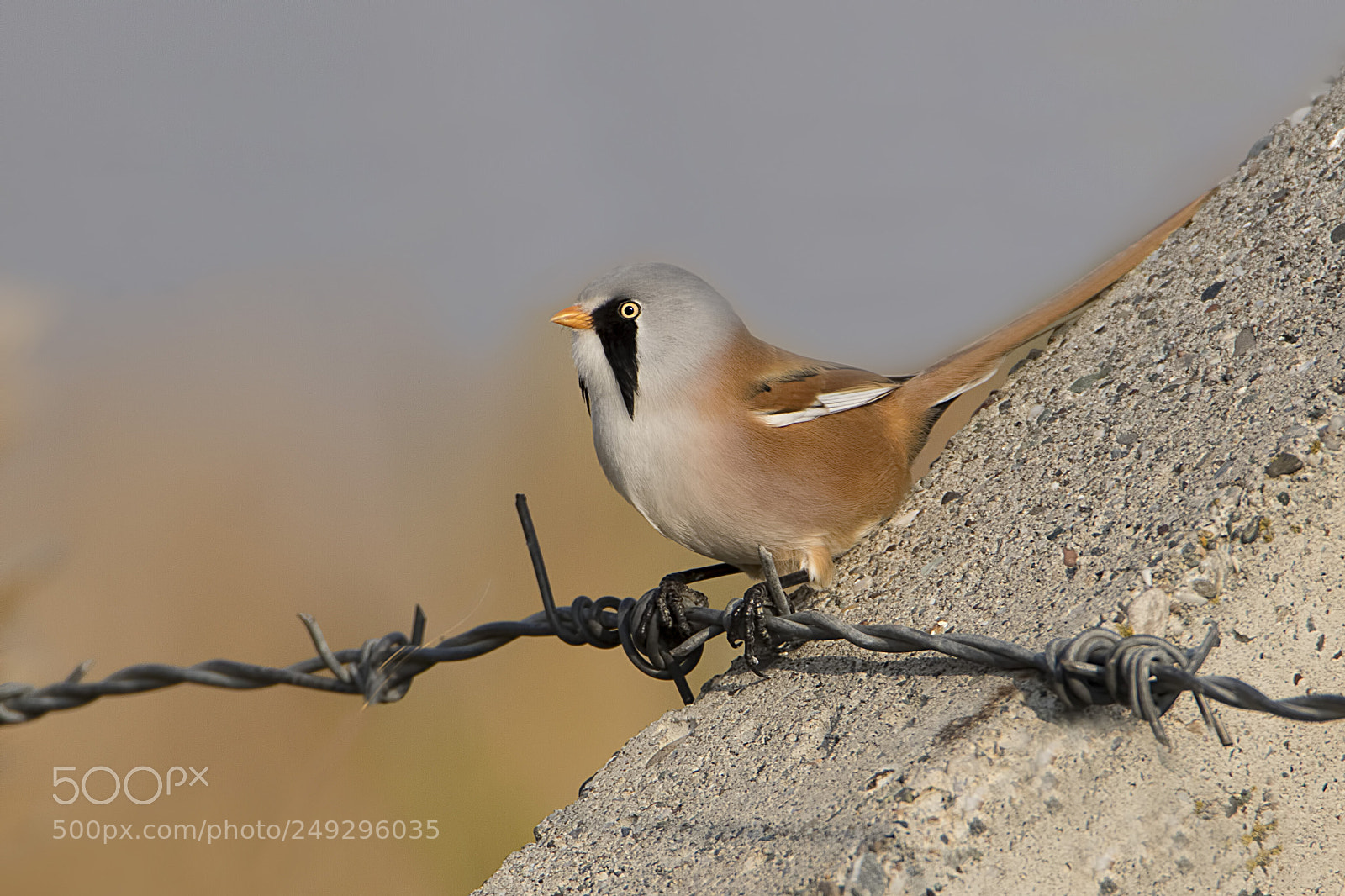 Canon EOS 7D Mark II sample photo. Bearded reedling - b photography