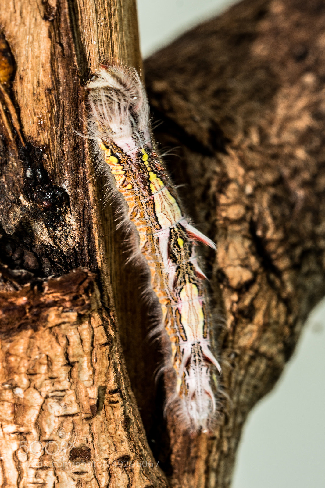 Nikon D7100 sample photo. Insect photography