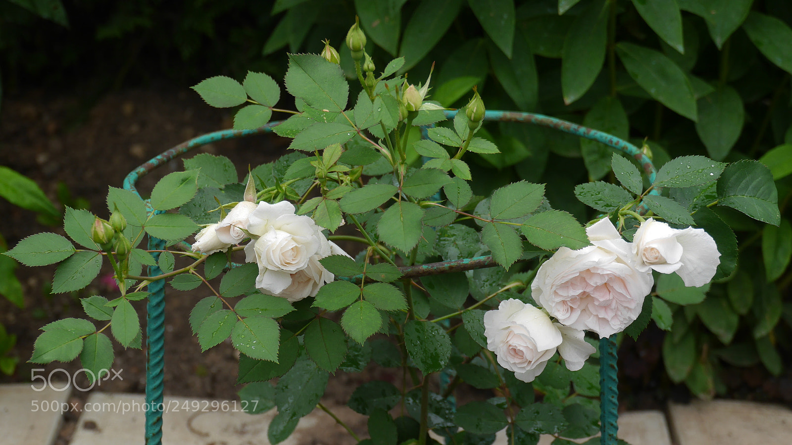 Panasonic Lumix DMC-G6 sample photo. White rose photography