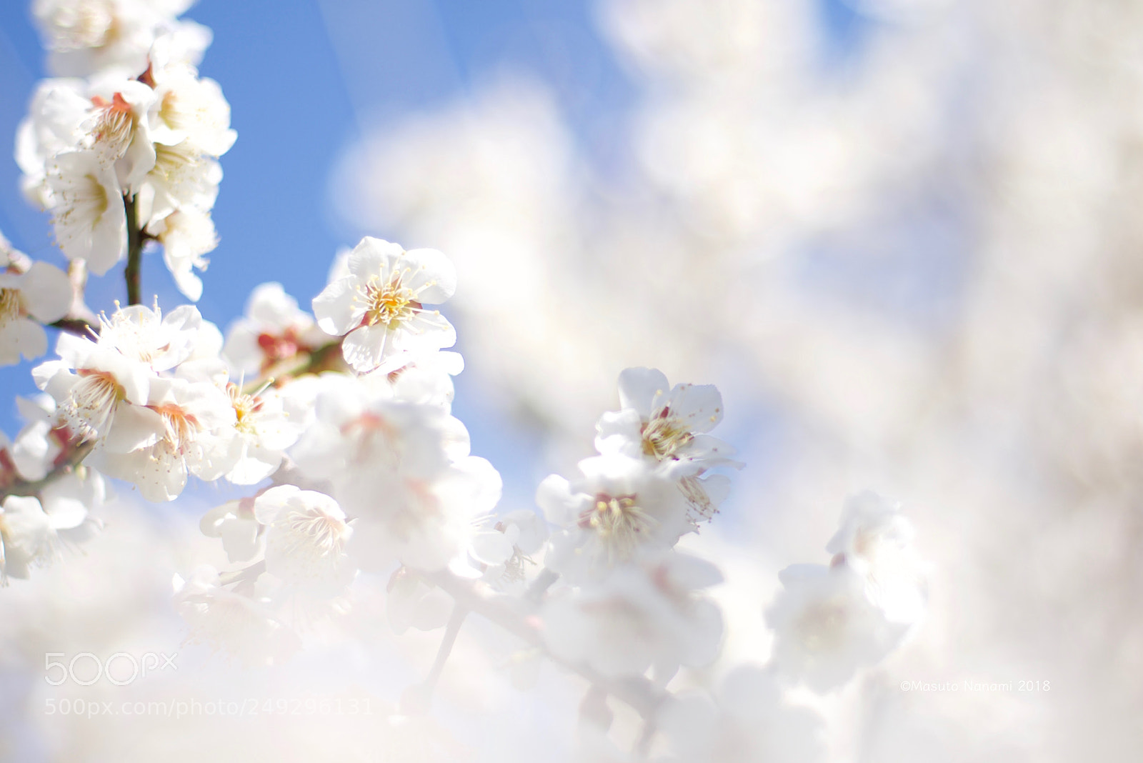 Nikon D610 sample photo. Japanese apricot in the photography