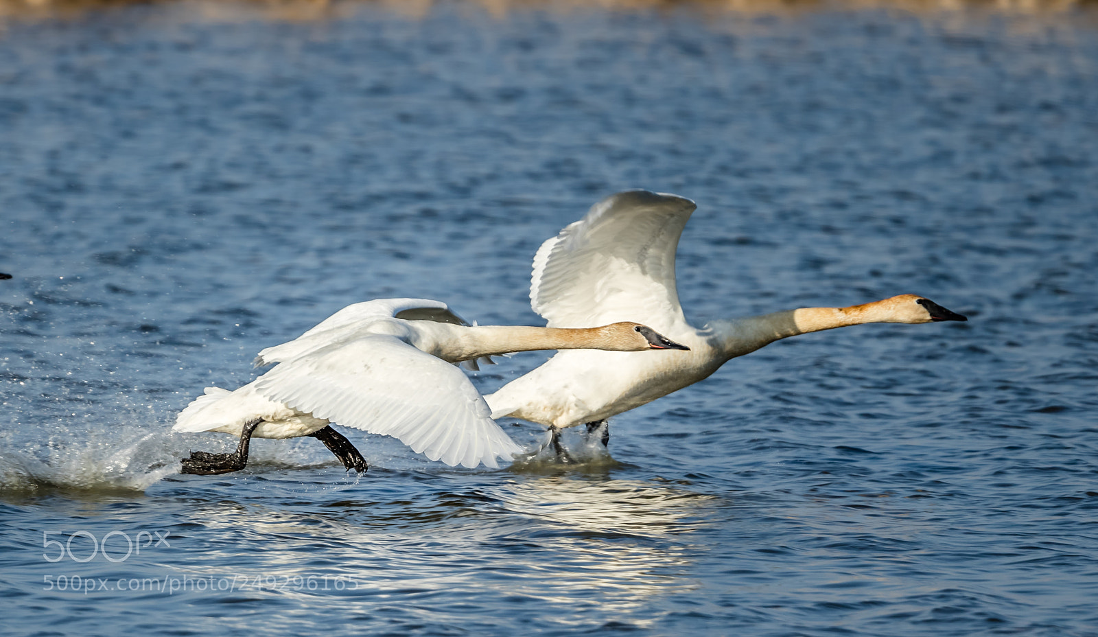Canon EOS 7D Mark II sample photo. Trumpeter swans photography