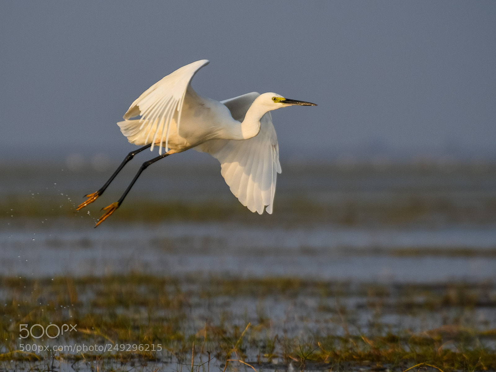 Nikon D500 sample photo. The egret photography