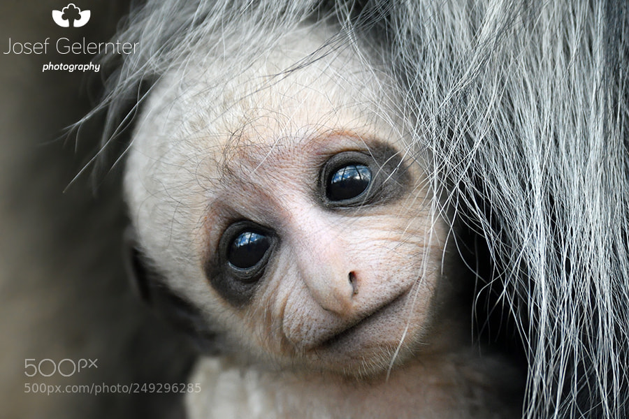 Nikon D500 sample photo. Baby colobus portrait photography