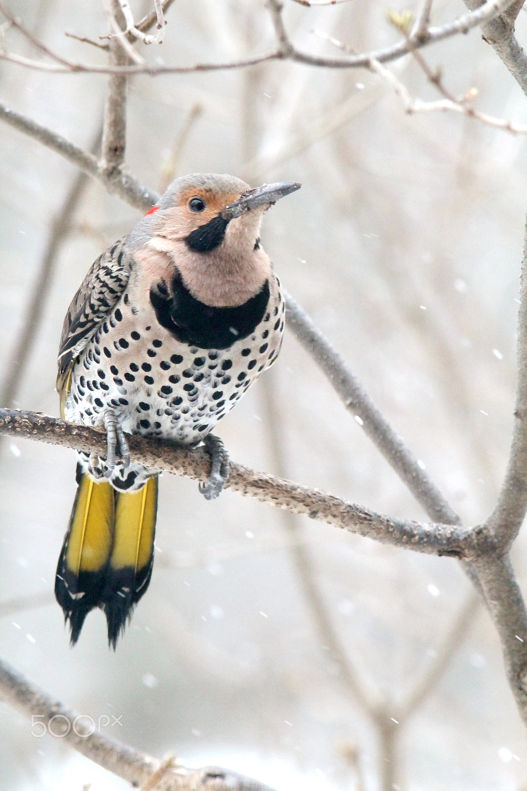 Canon EF 300mm F4L IS USM sample photo. Male northern flicker (yellow-shafted form) photography