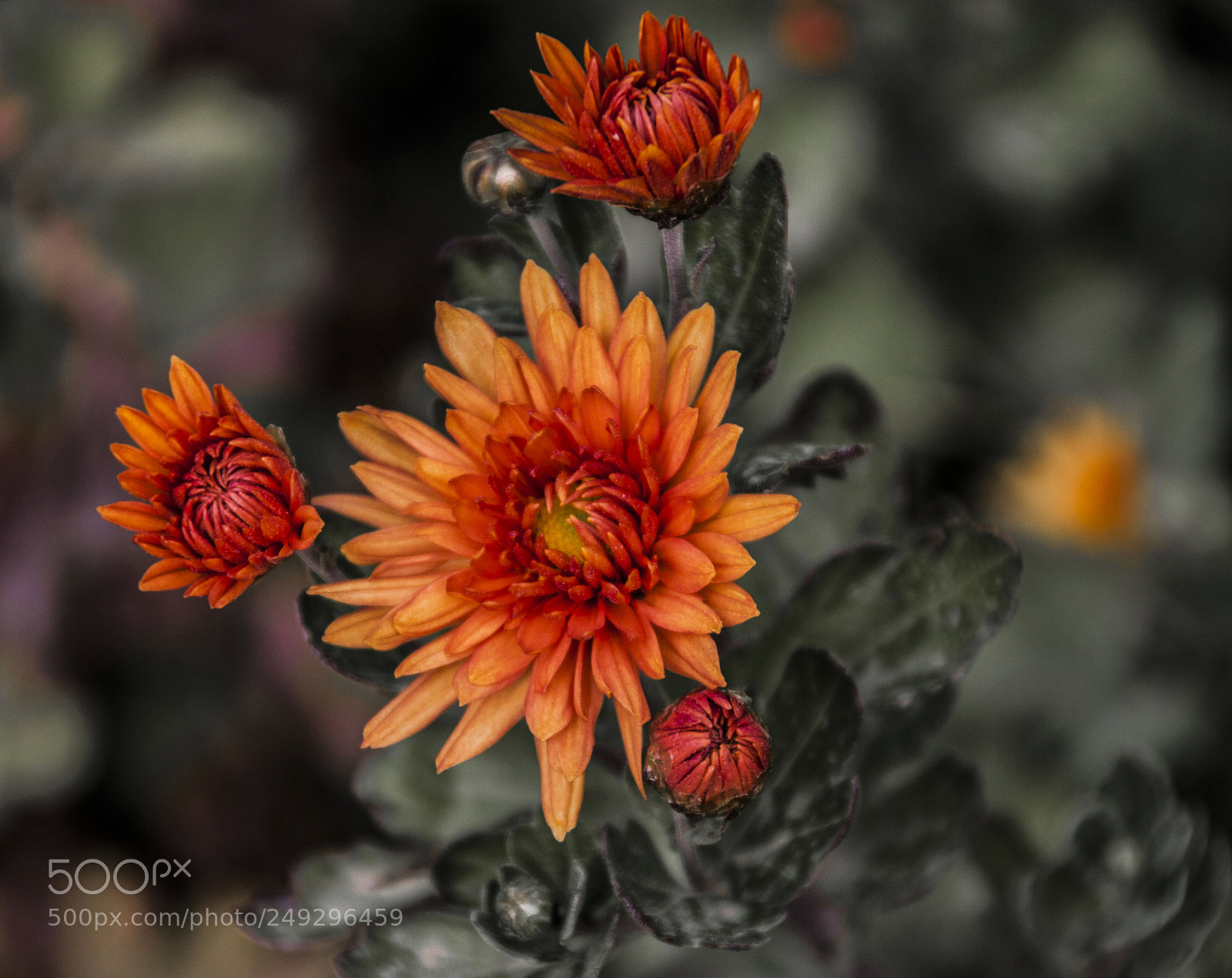 Canon EOS 40D sample photo. Orange oxeye photography