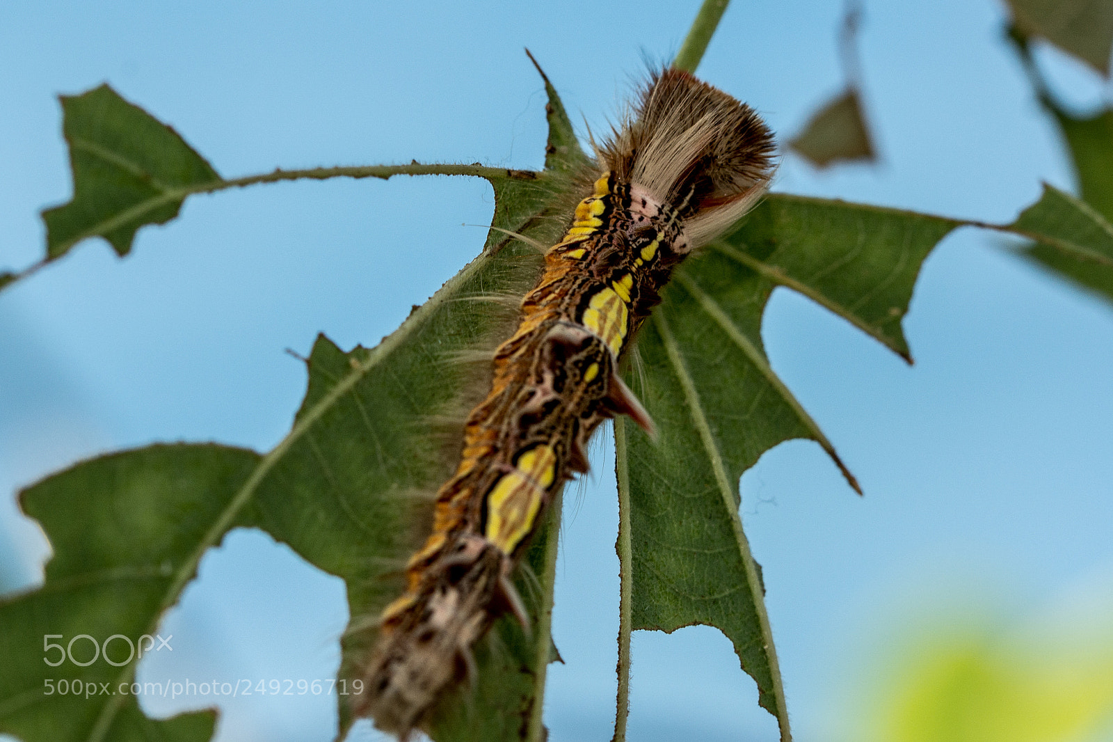 Nikon D7100 sample photo. Insect photography