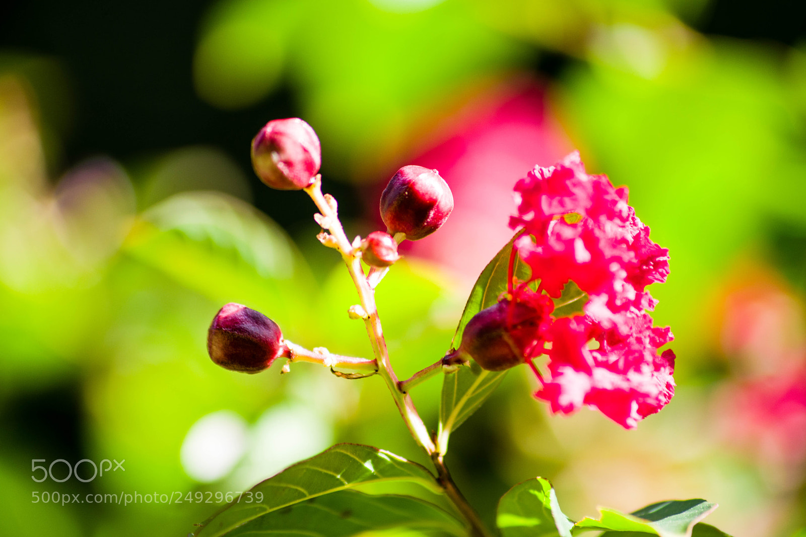 Nikon D3300 sample photo. The beauty of flower photography