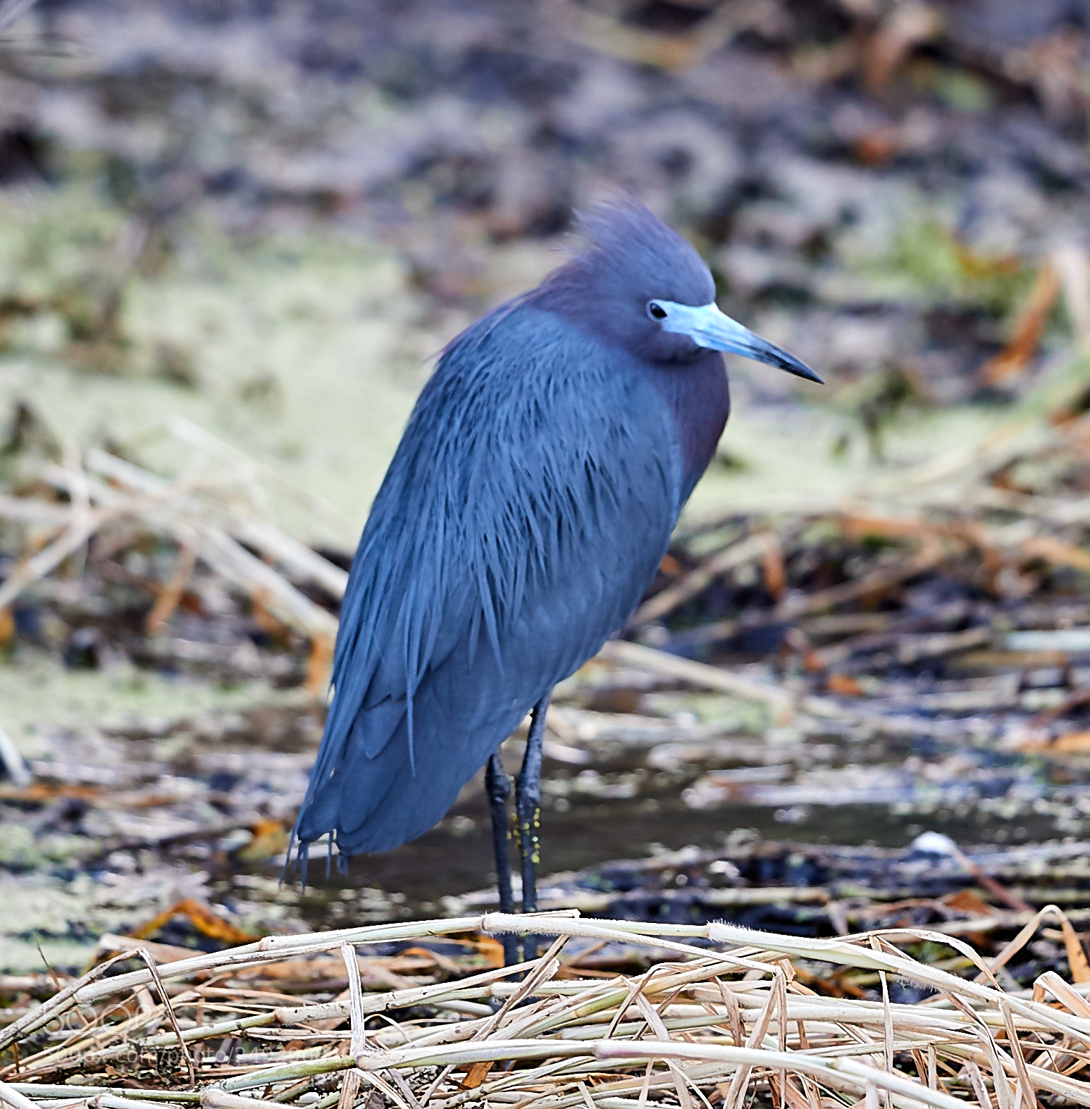Canon EOS-1D X Mark II sample photo. 03-14-18-0007585.jpg photography