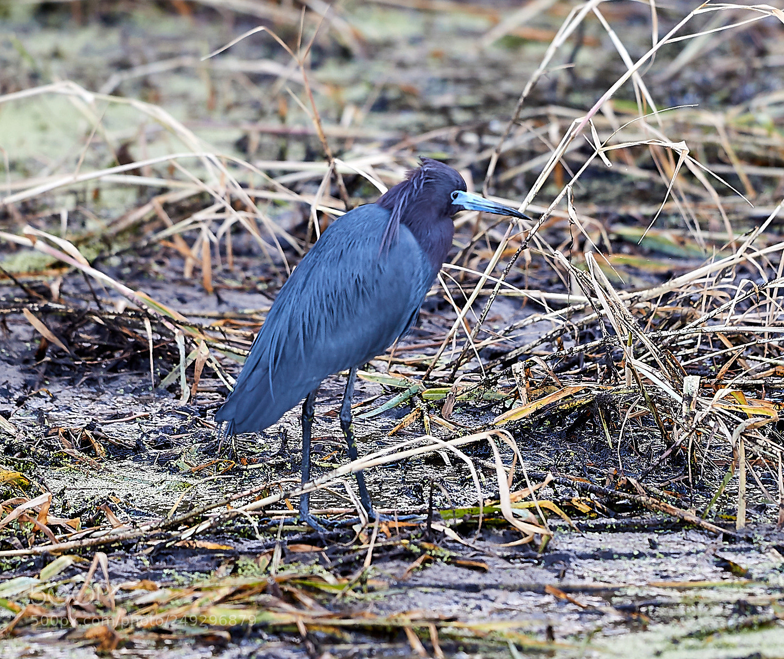 Canon EOS-1D X Mark II sample photo. 03-14-18-0007577.jpg photography
