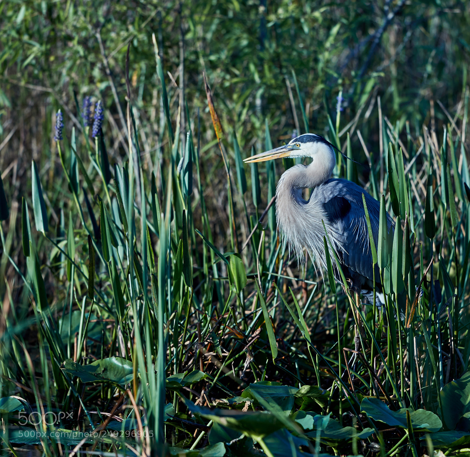 Canon EOS-1D X Mark II sample photo. 03-14-18-0007558.jpg photography
