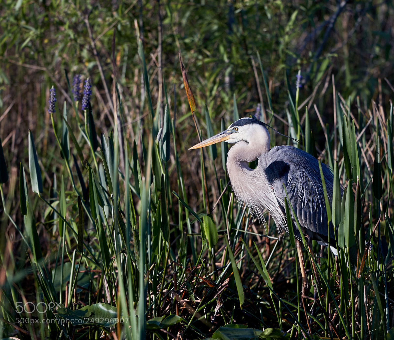 Canon EOS-1D X Mark II sample photo. 03-14-18-0007557.jpg photography