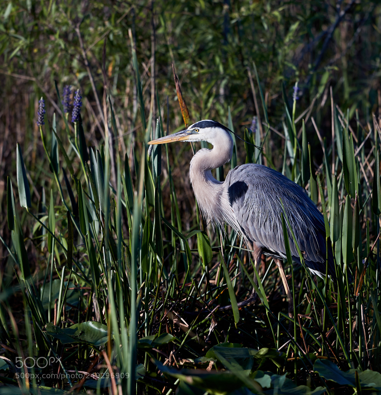 Canon EOS-1D X Mark II sample photo. 03-14-18-0007556.jpg photography