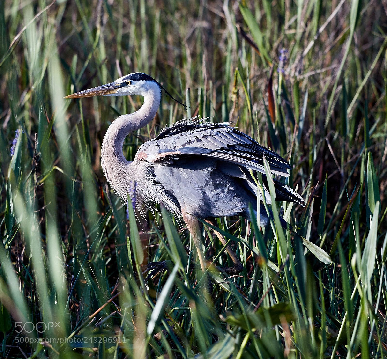 Canon EOS-1D X Mark II sample photo. 03-14-18-0007552.jpg photography