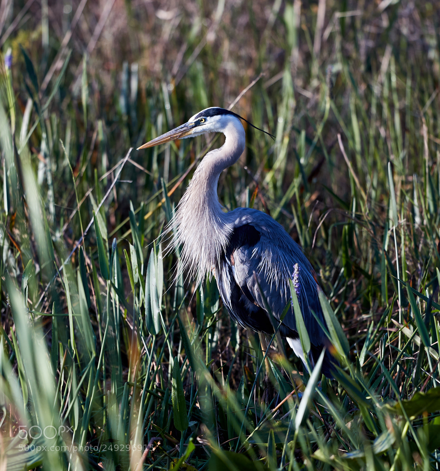 Canon EOS-1D X Mark II sample photo. 03-14-18-0007551.jpg photography
