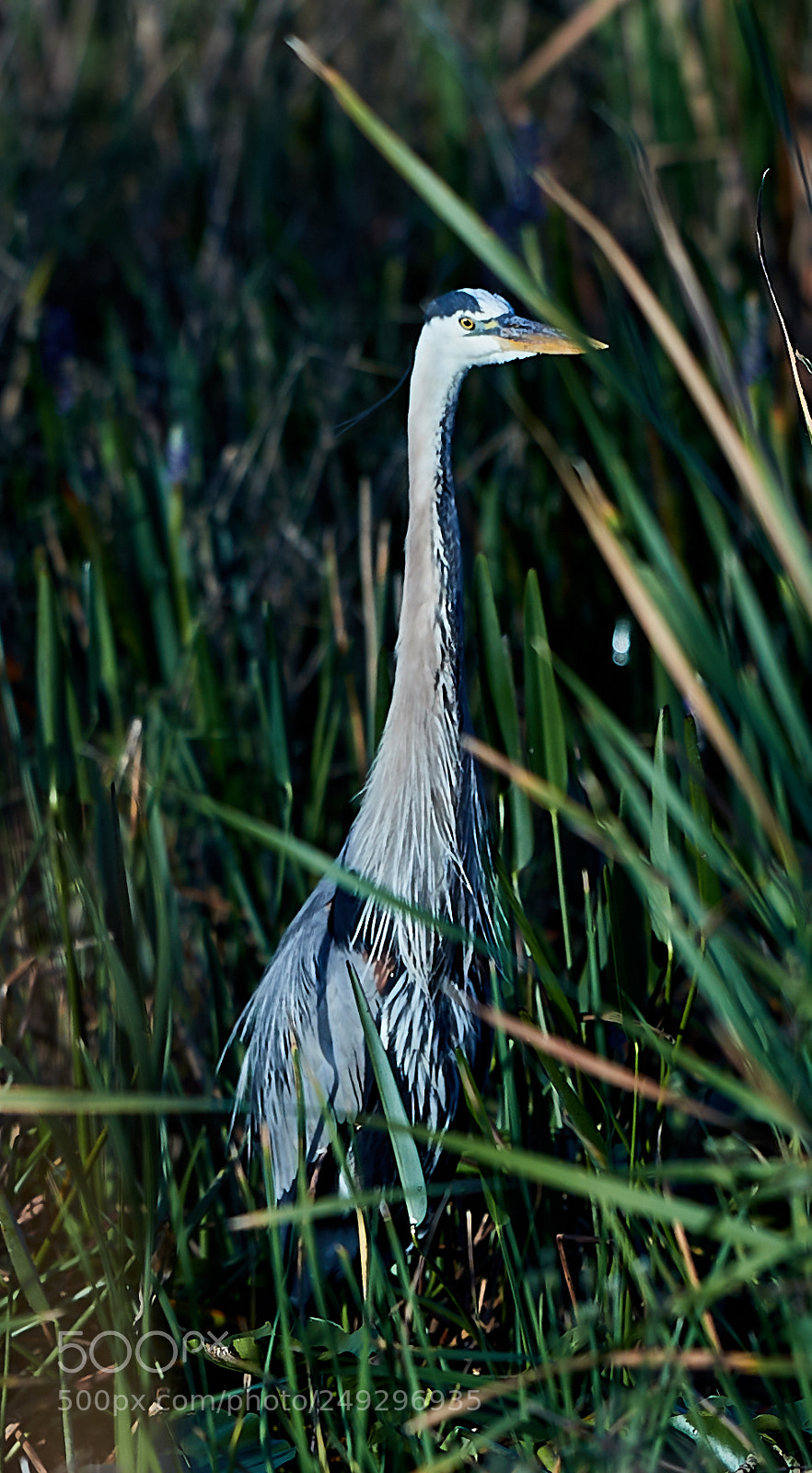 Canon EOS-1D X Mark II sample photo. 03-14-18-0007571.jpg photography