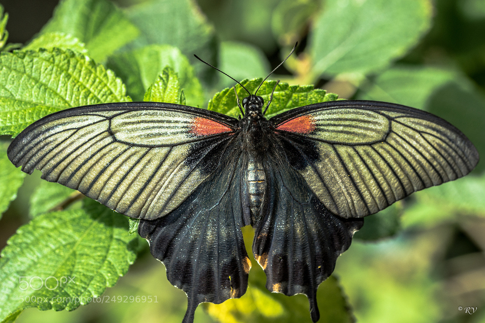 Nikon D7100 sample photo. Batterfly photography