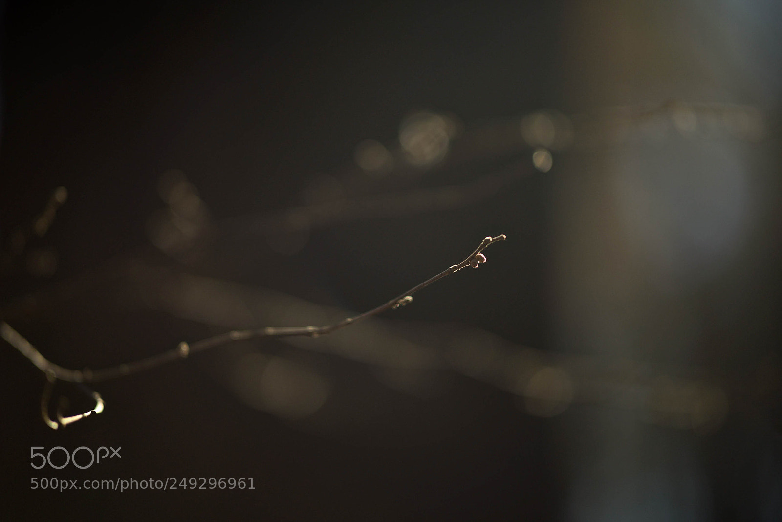 Nikon D810 sample photo. The spring is just photography