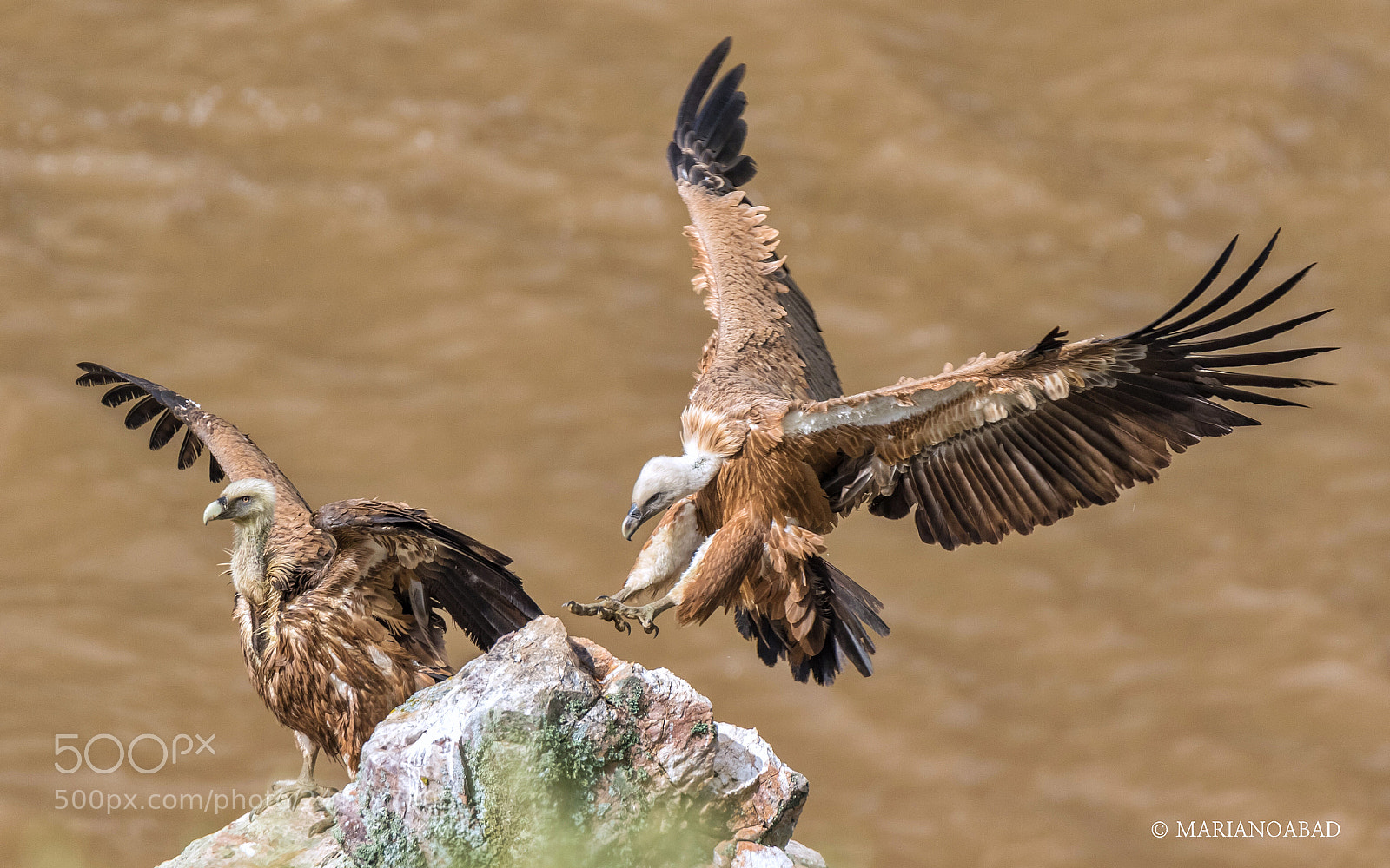 Canon EOS 7D Mark II sample photo. Buitre leonado (gyps fulvus) photography