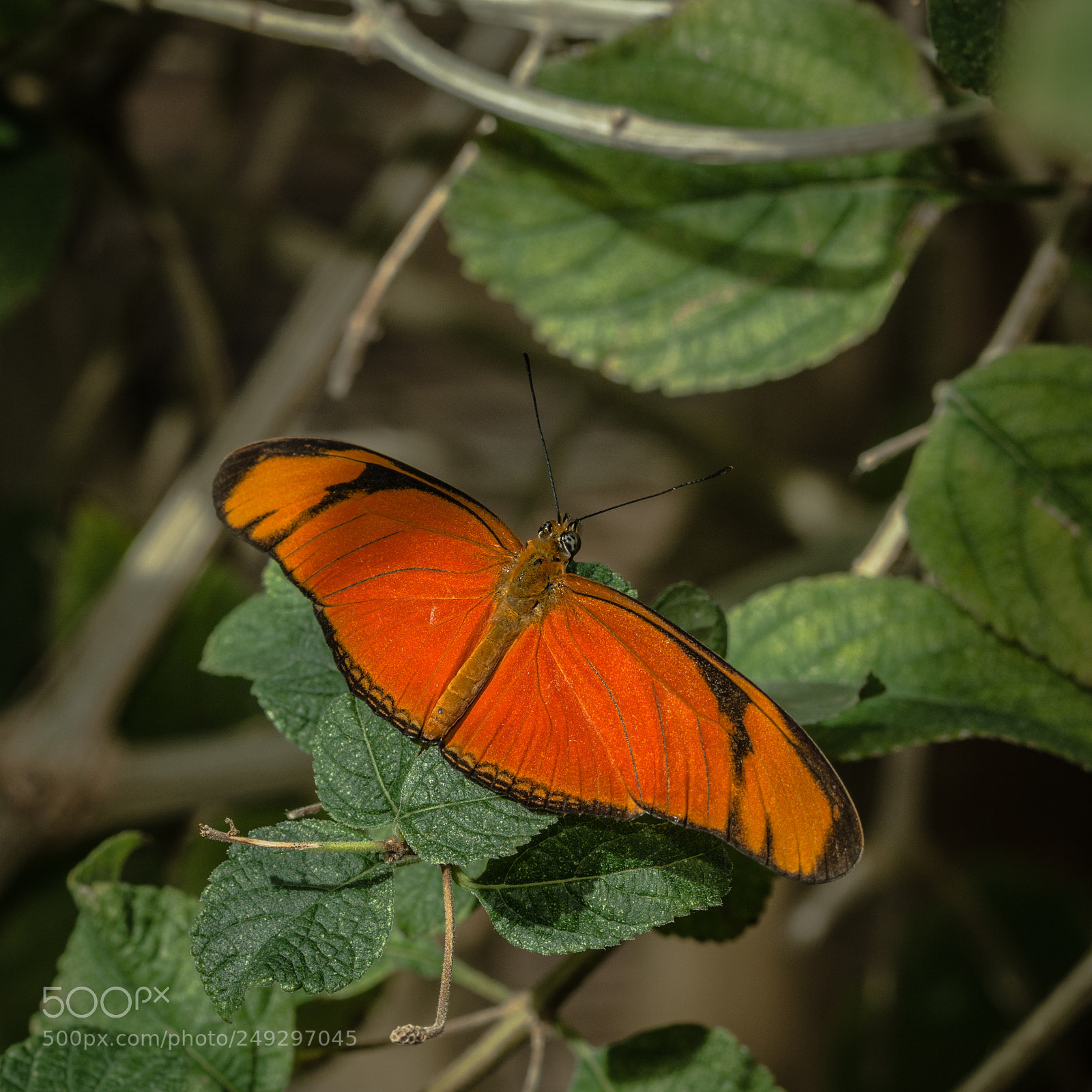 Nikon D7100 sample photo. Batterfly photography