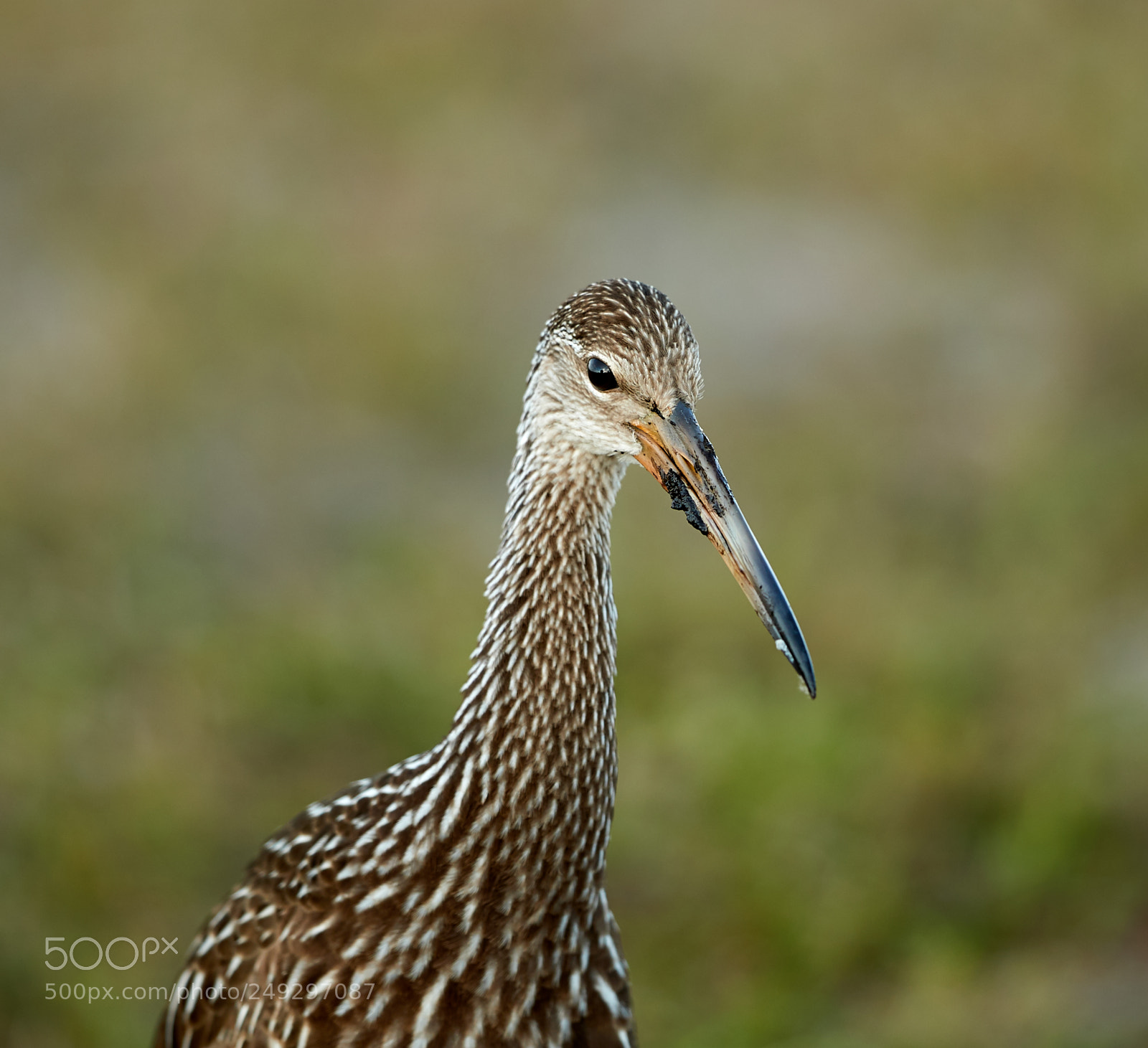 Canon EOS-1D X Mark II sample photo. 03-14-18-0007496.jpg photography