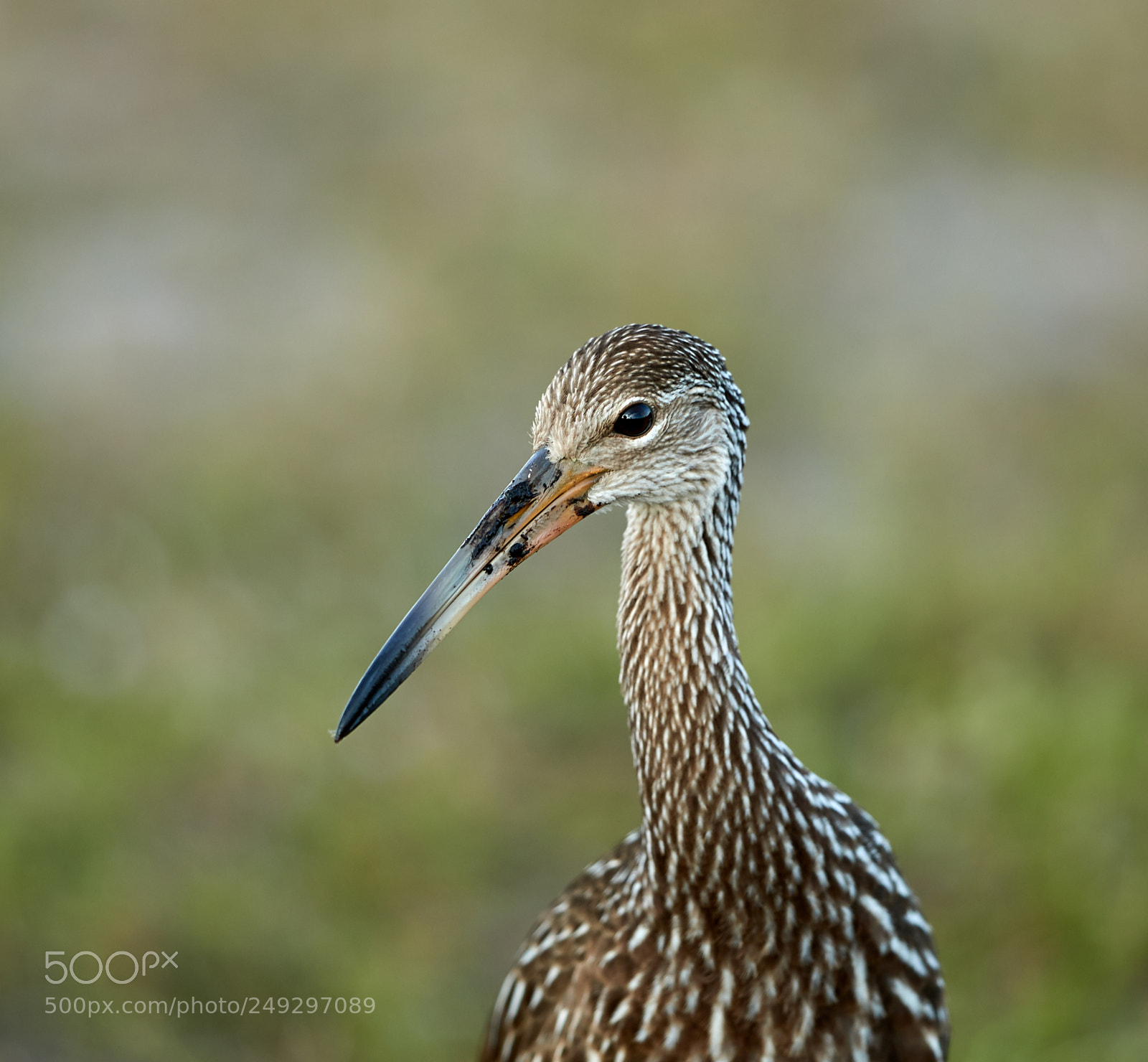 Canon EOS-1D X Mark II sample photo. 03-14-18-0007495.jpg photography