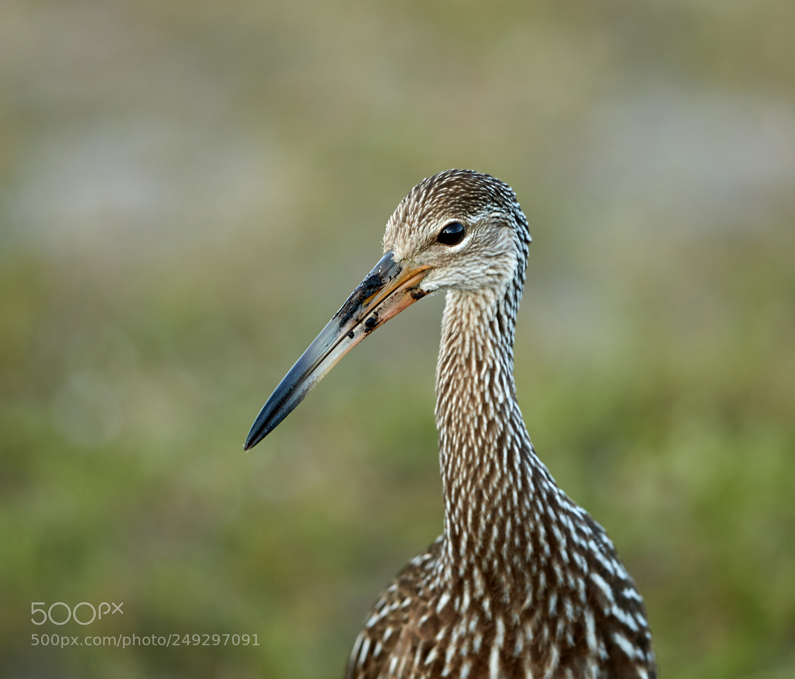Canon EOS-1D X Mark II sample photo. 03-14-18-0007494.jpg photography