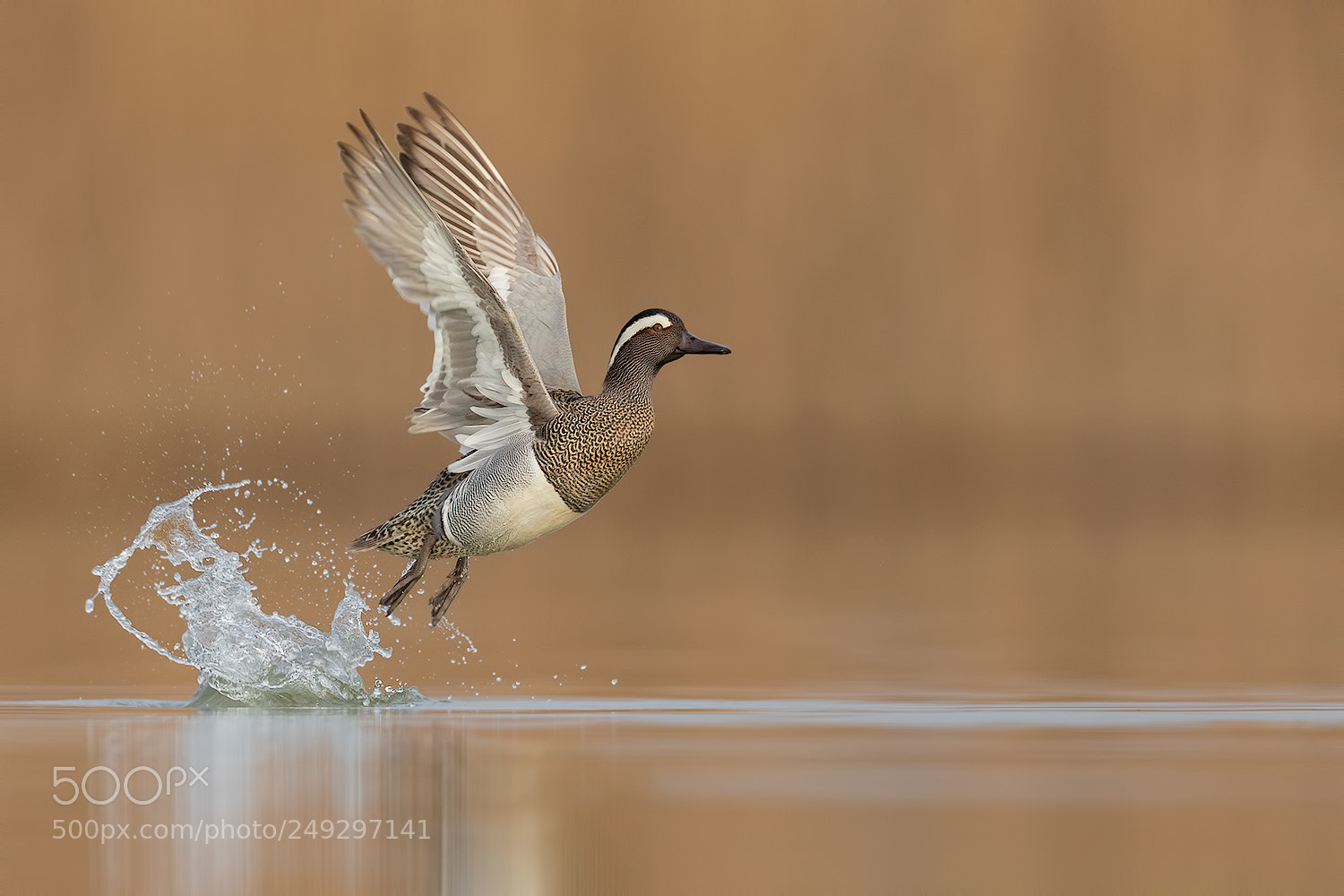 Canon EOS 5D Mark IV sample photo. Garganey fly photography