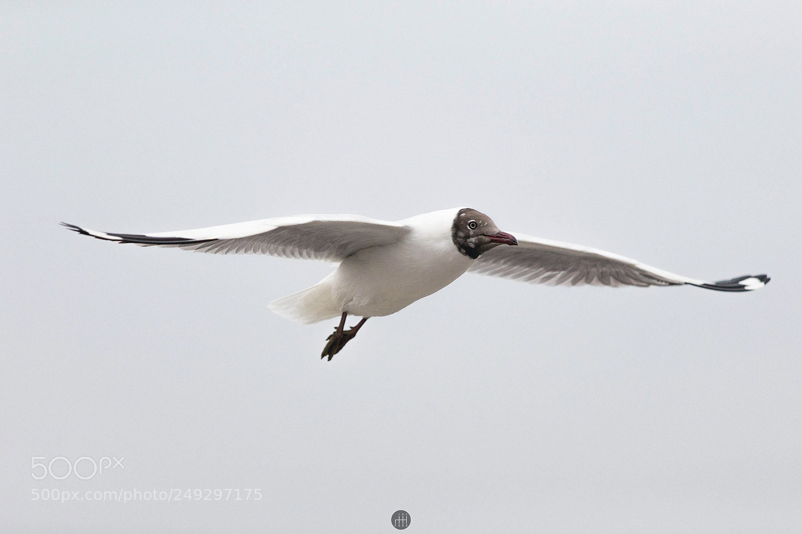 Canon EOS-1D X sample photo. Gull spotted at bangpu photography