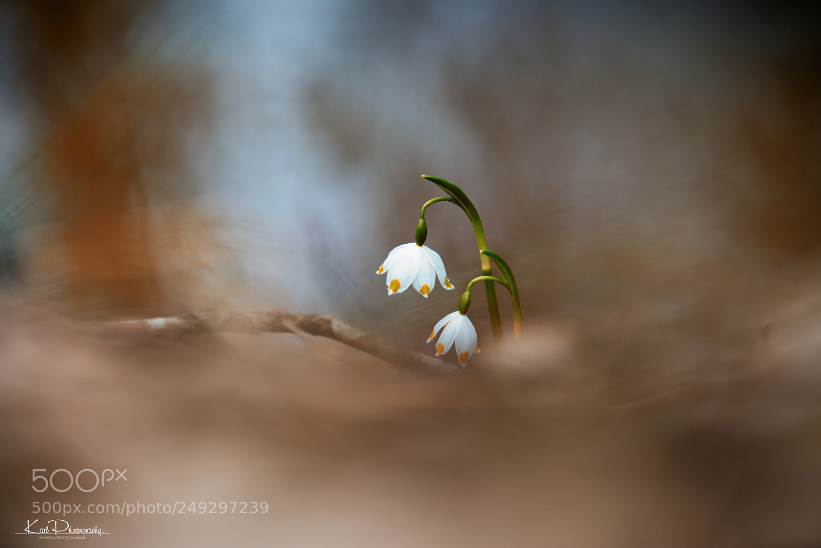 Nikon D800 sample photo. Leucojum vernum photography