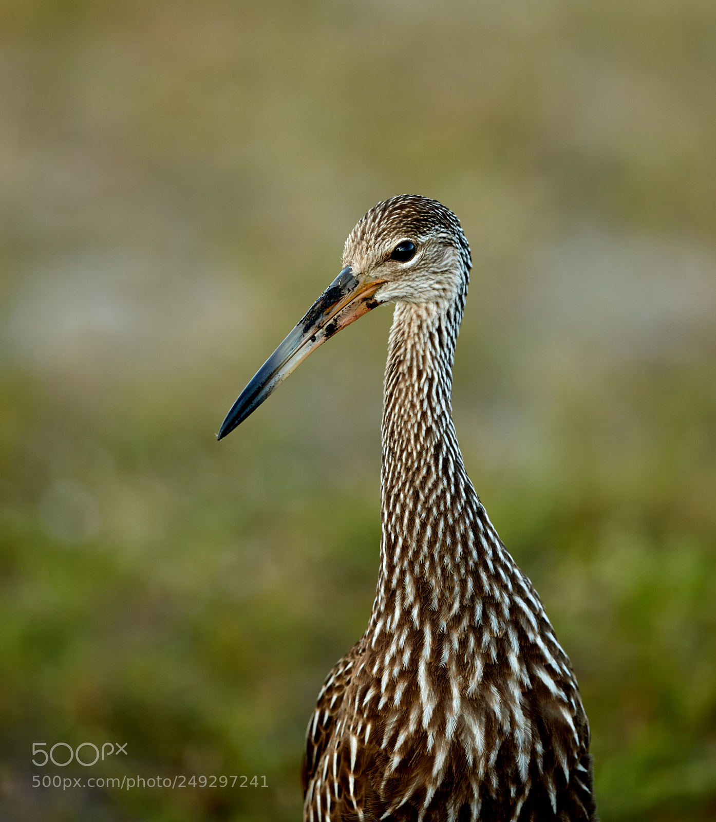 Canon EOS-1D X Mark II sample photo. 03-14-18-0007493.jpg photography