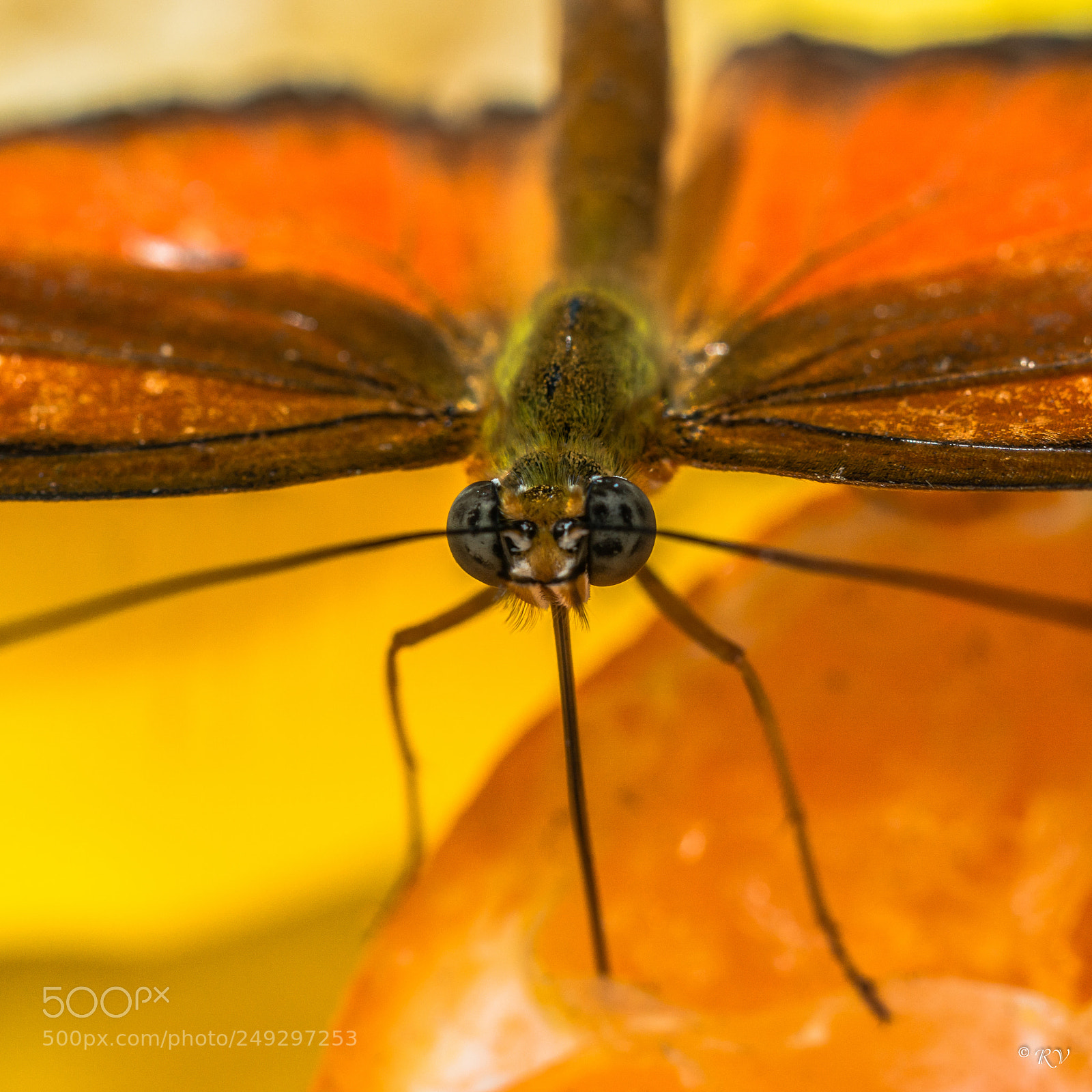 Nikon D7100 sample photo. Batterfly photography
