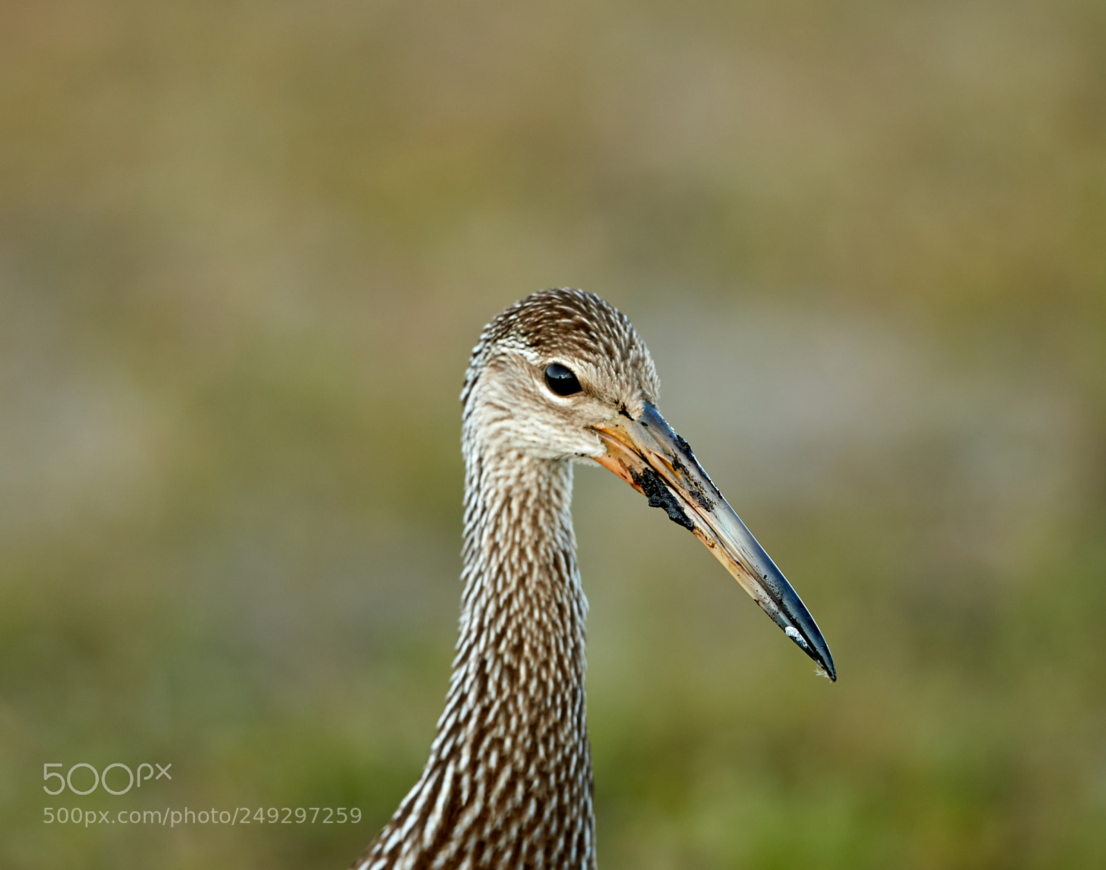Canon EOS-1D X Mark II sample photo. 03-14-18-0007492.jpg photography