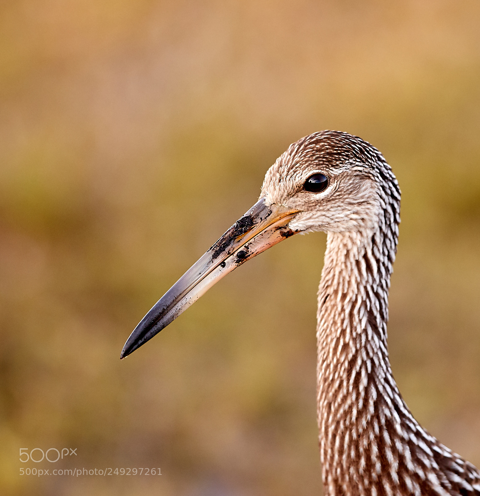 Canon EOS-1D X Mark II sample photo. 03-14-18-0007491.jpg photography