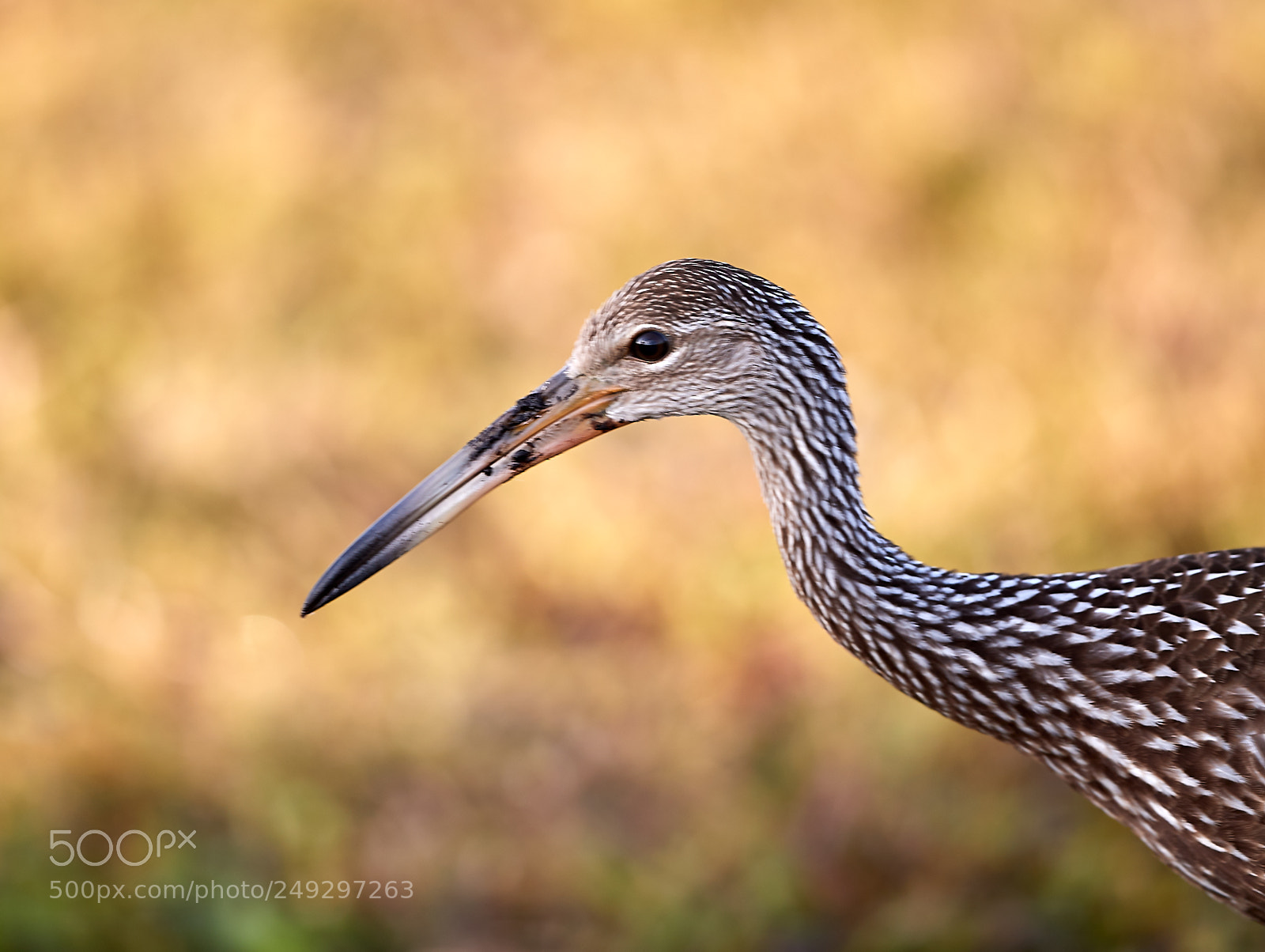 Canon EOS-1D X Mark II sample photo. 03-14-18-0007490.jpg photography