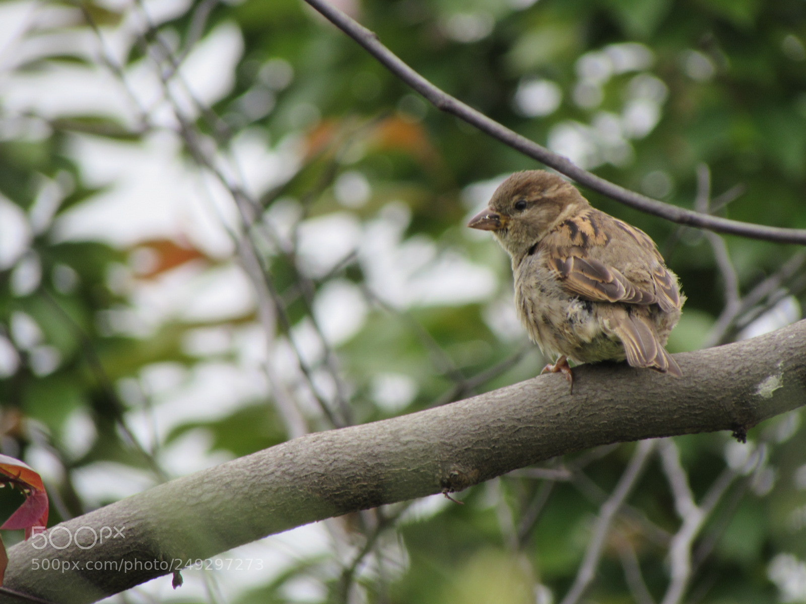 Canon PowerShot SX510 HS sample photo. Img photography
