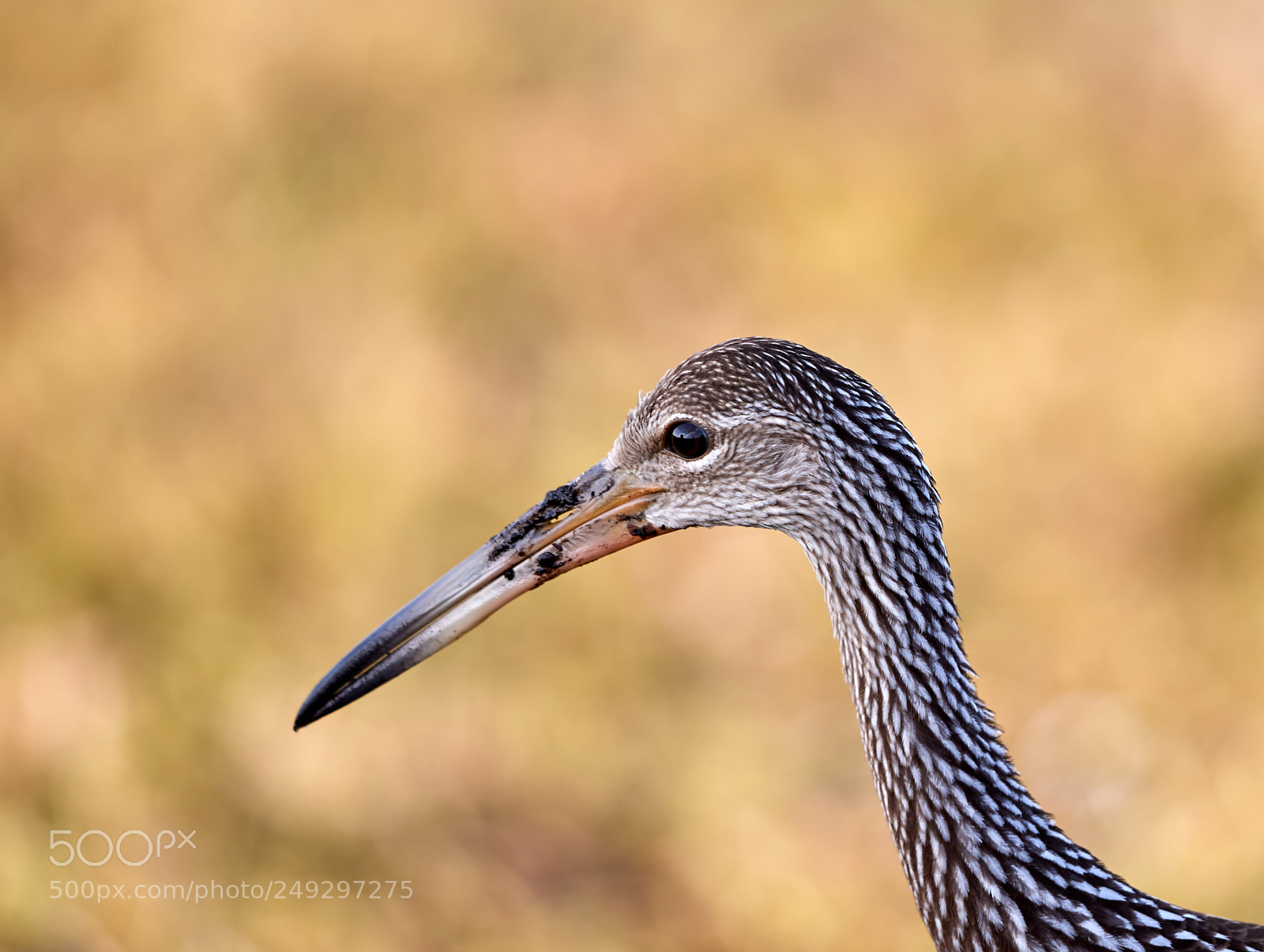 Canon EOS-1D X Mark II sample photo. 03-14-18-0007489.jpg photography
