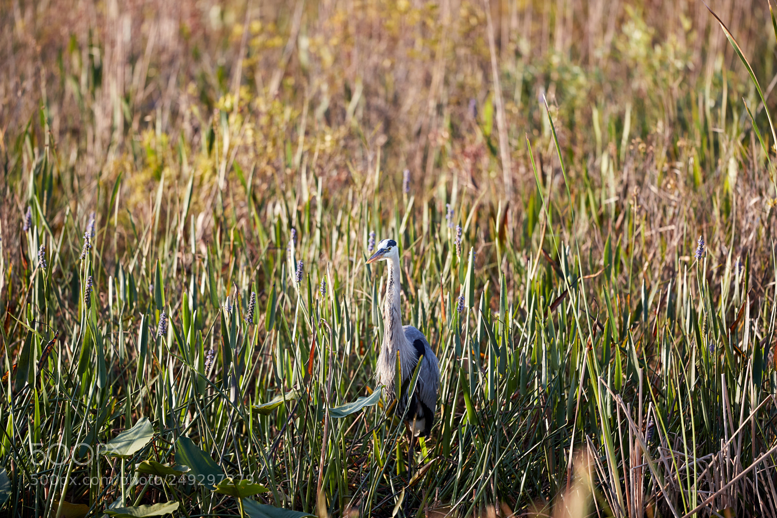 Canon EOS-1D X Mark II sample photo. 03-14-18-0007534.jpg photography