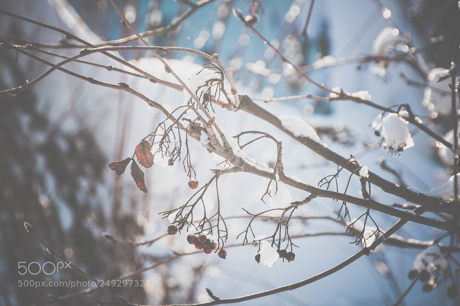 Sony SLT-A77 sample photo. Sun day in winter photography