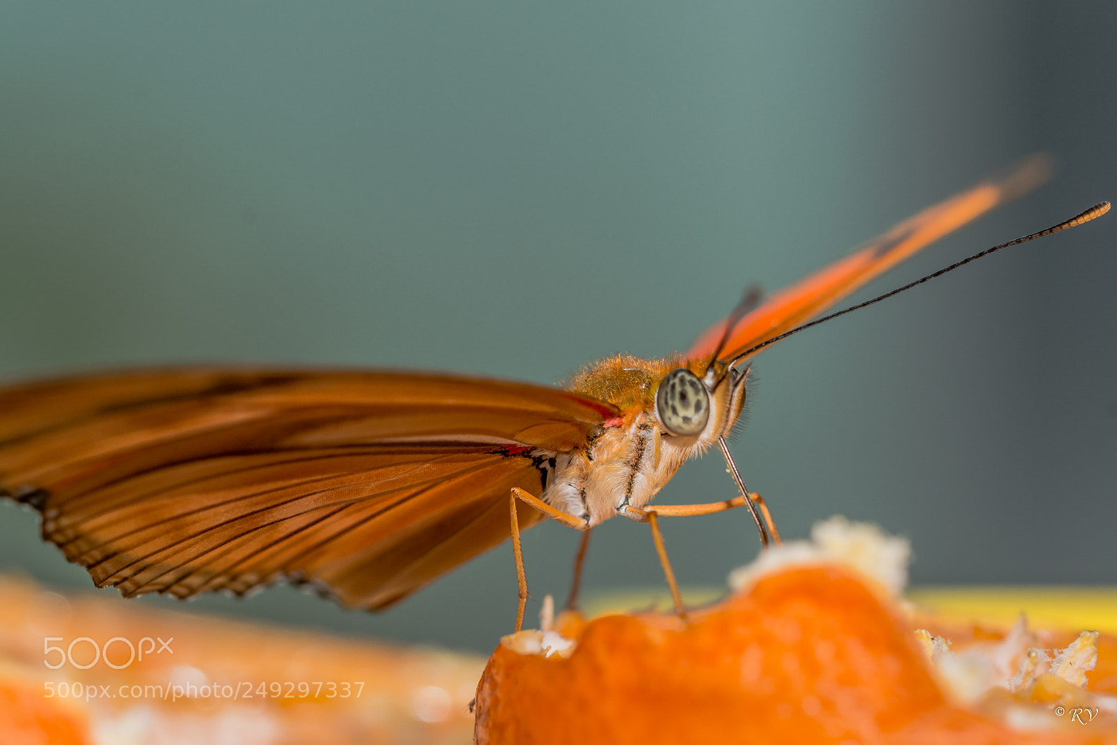 Nikon D7100 sample photo. Batterfly photography