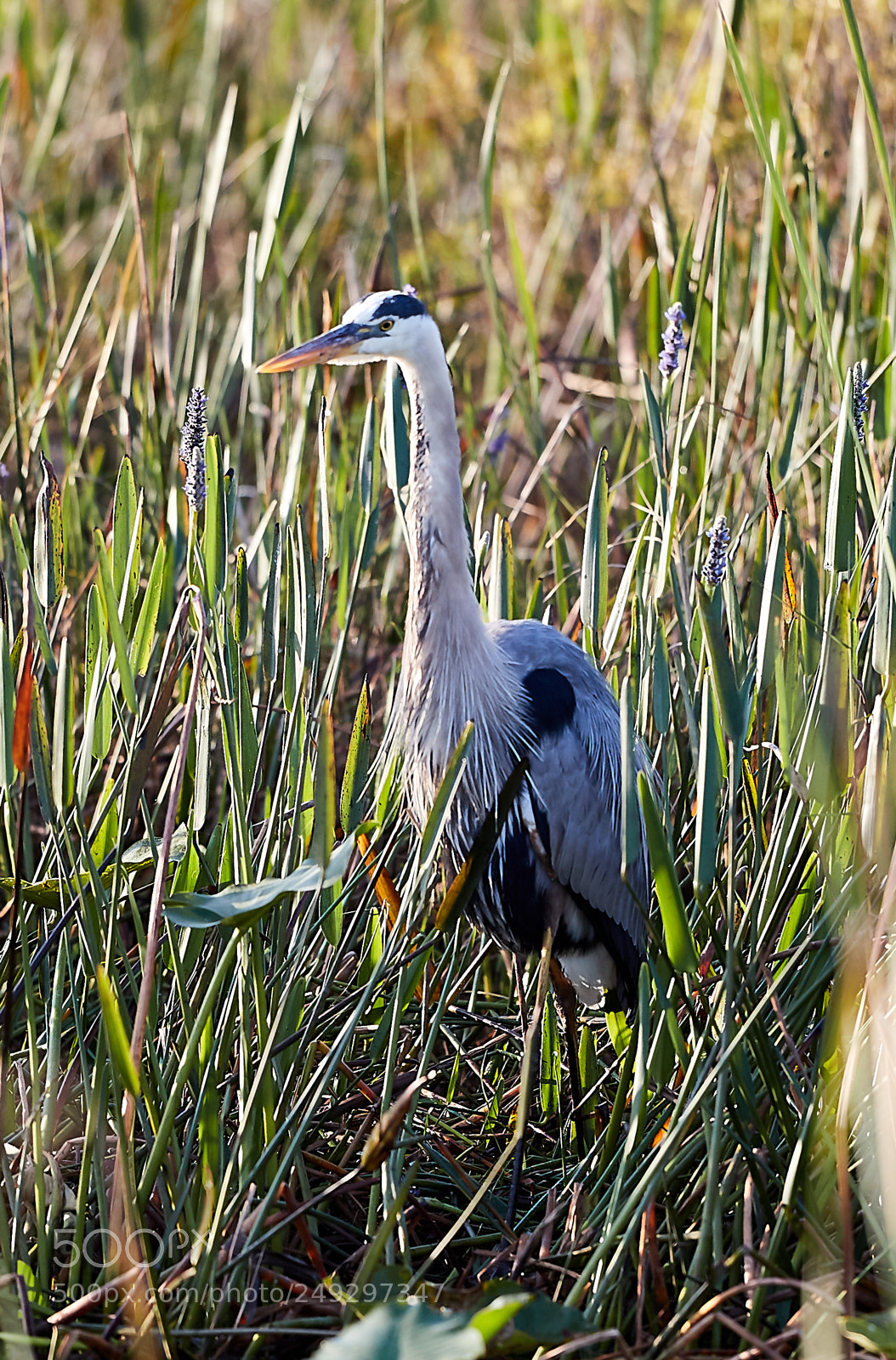 Canon EOS-1D X Mark II sample photo. 03-14-18-0007532.jpg photography